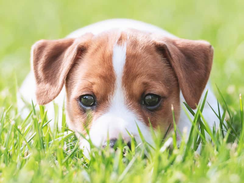 Clínica Veterinaria Mas Iglesias WECAN