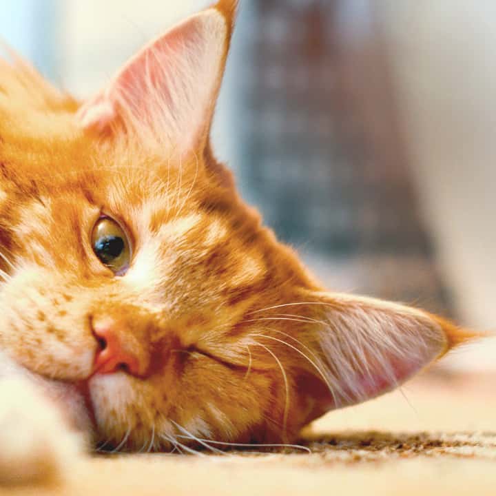Clínica Veterinaria Mas Iglesias WECAN