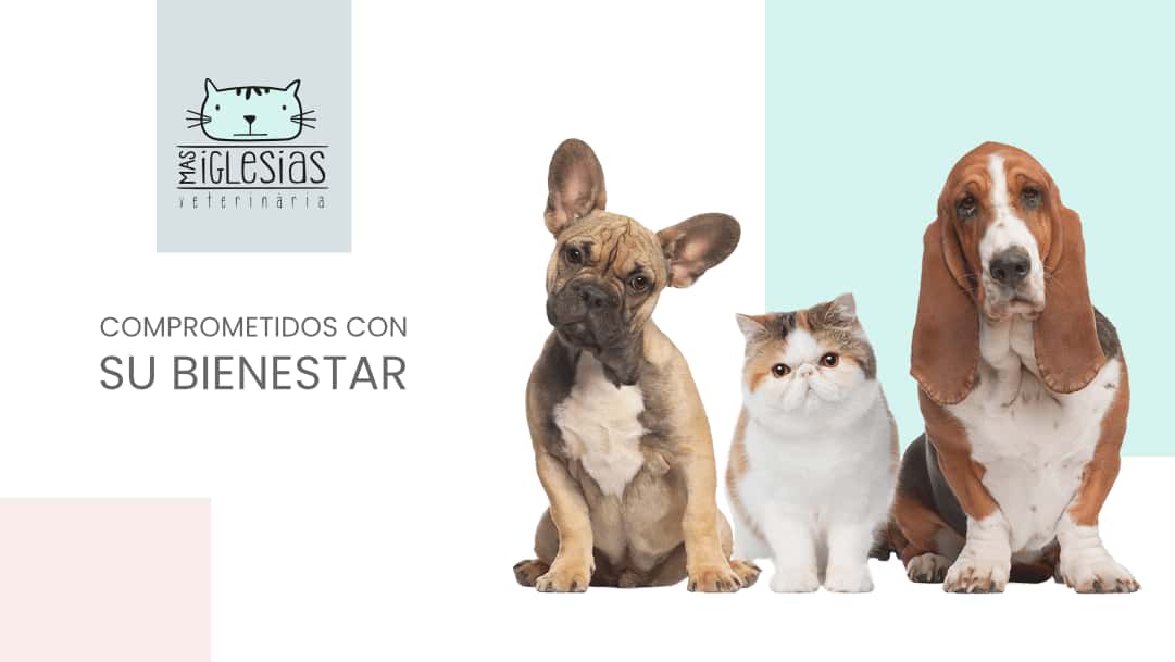 clinica veterinaria mas iglesias wecan veterinario clinica en reus en tarragona principalImage ADOPTA Sitios Pet Friendly