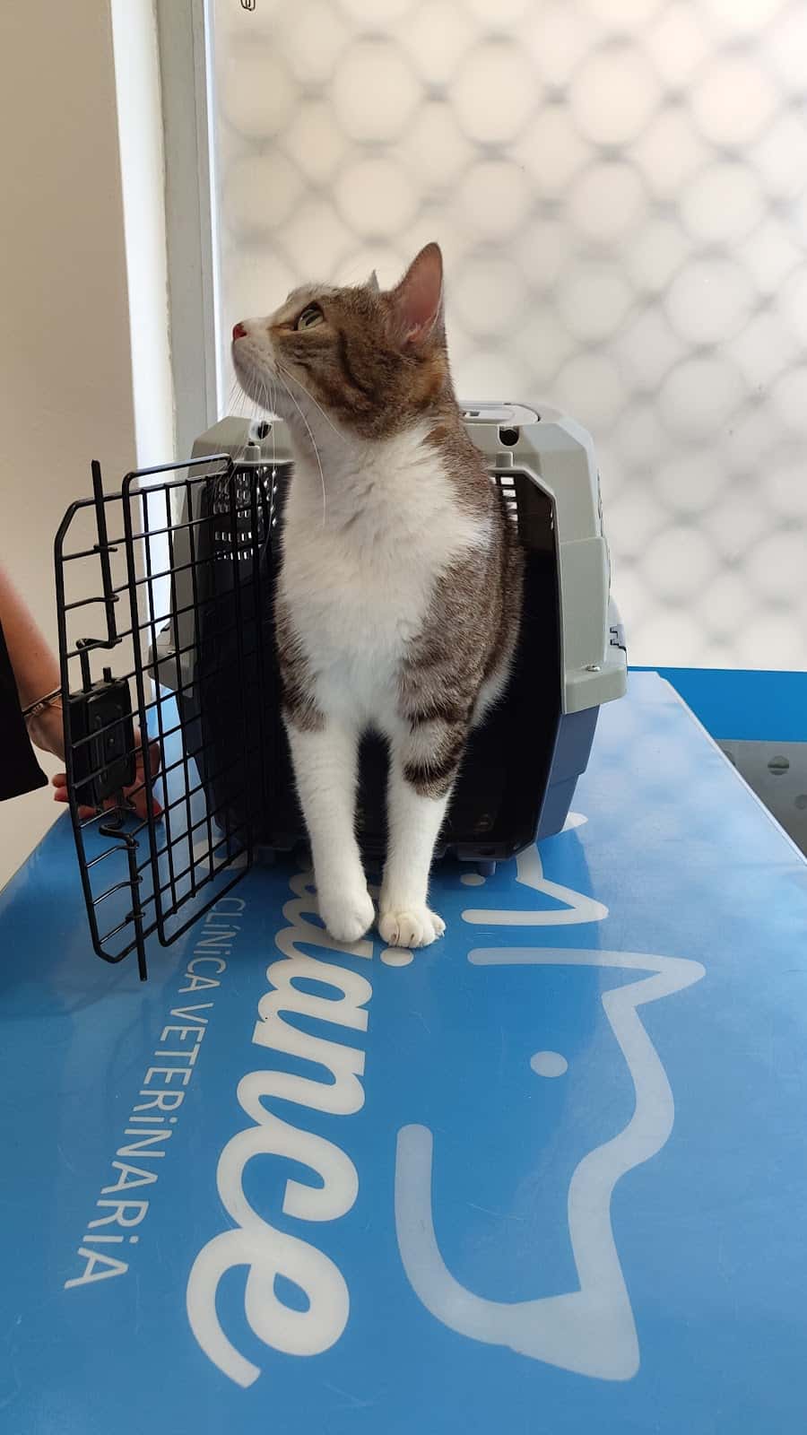 Vetalliance Clínica Veterinaria