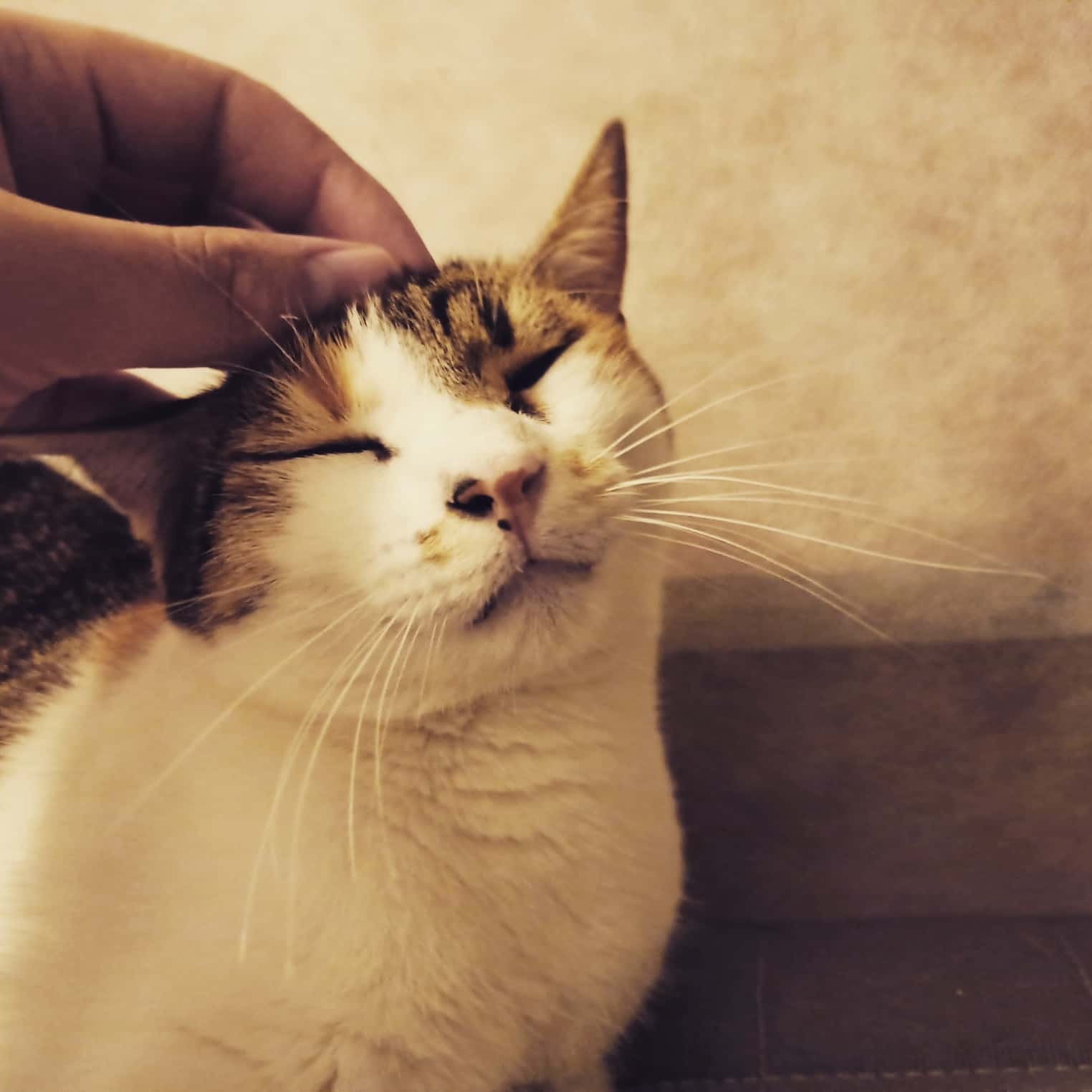Vetalliance Clínica Veterinaria