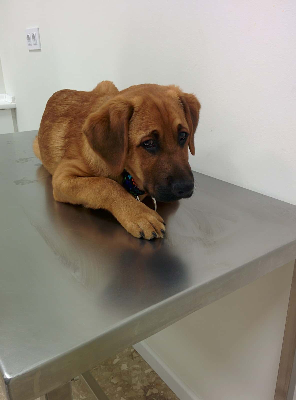 Terra Veterinària