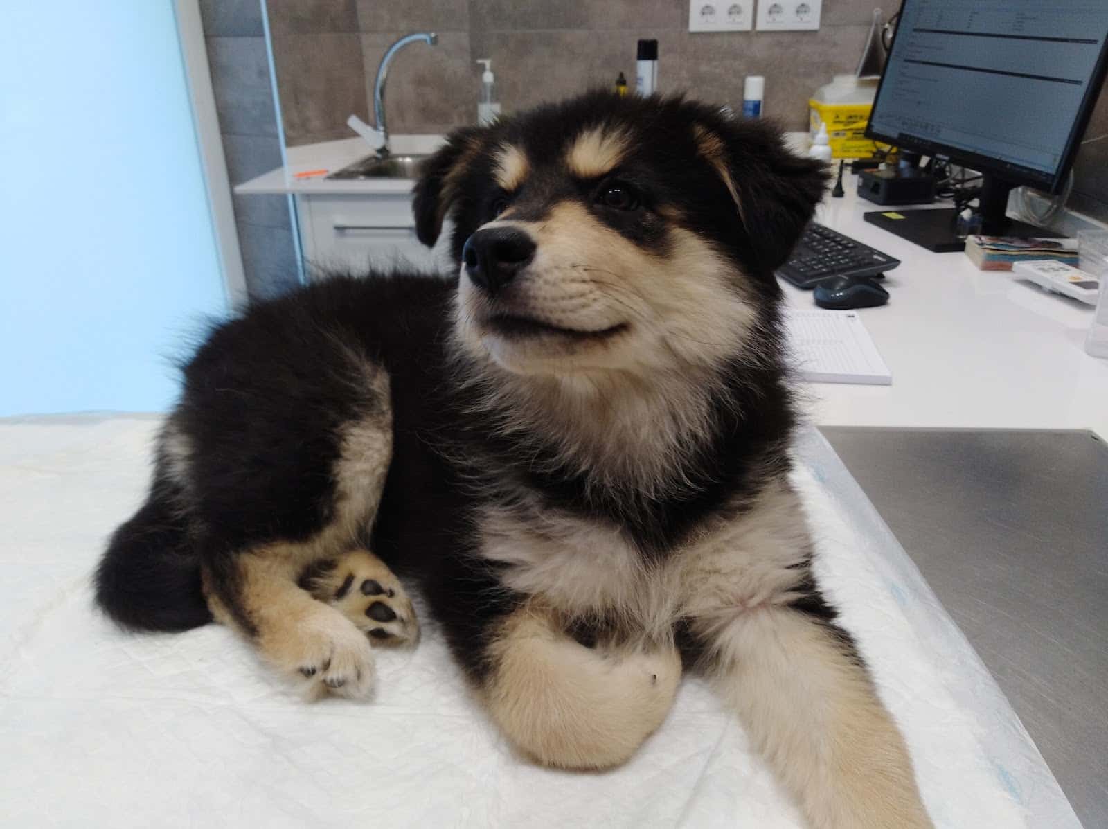 CLÍNICA VETERINÀRIA REUS