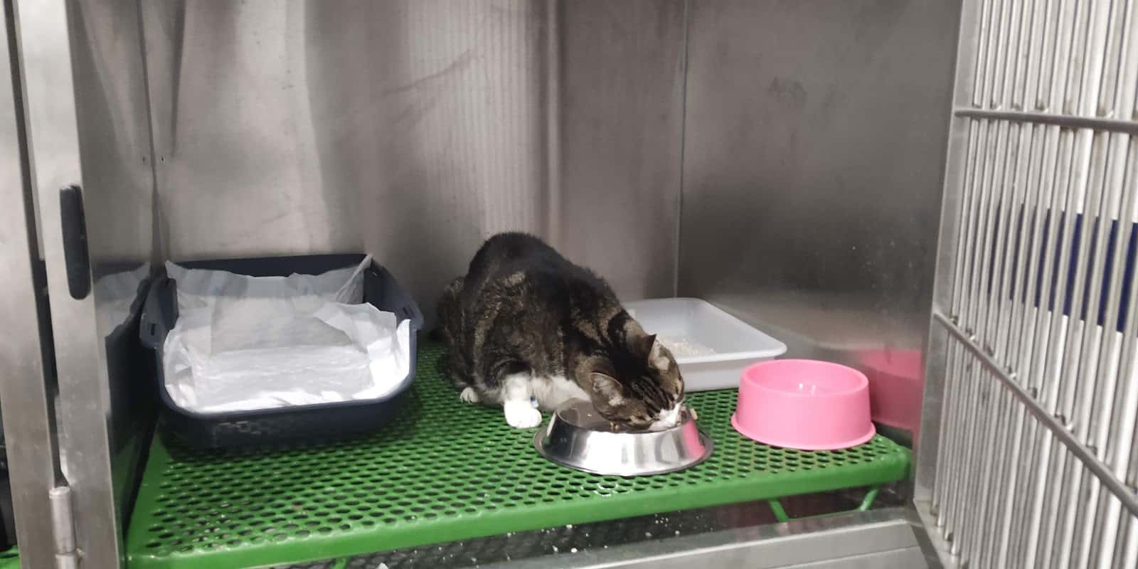 CLÍNICA VETERINÀRIA REUS