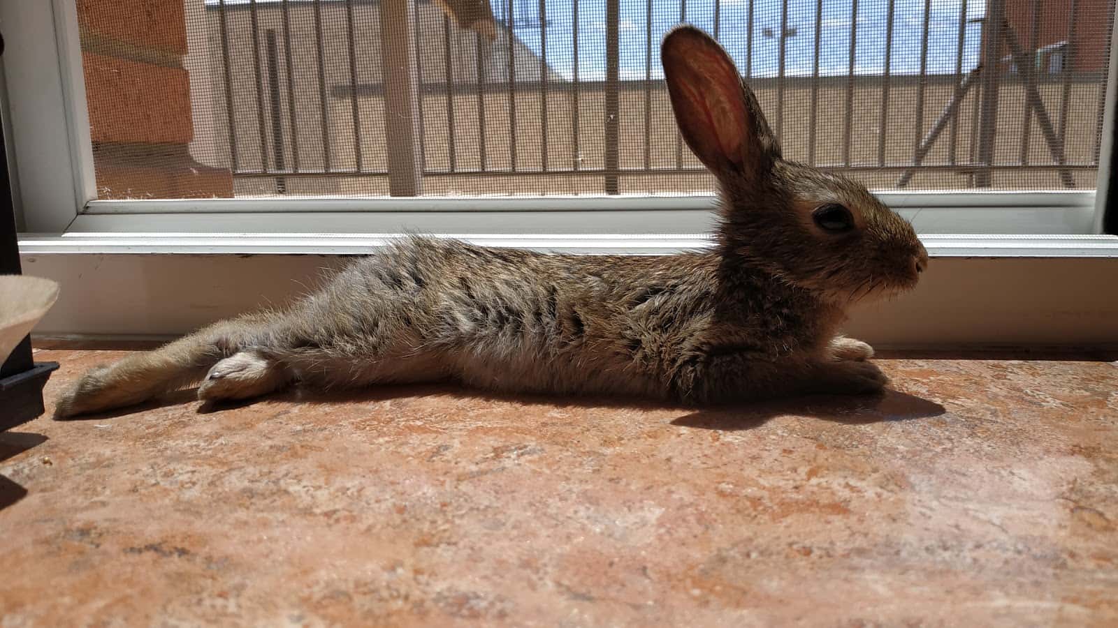 CLÍNICA VETERINÀRIA REUS