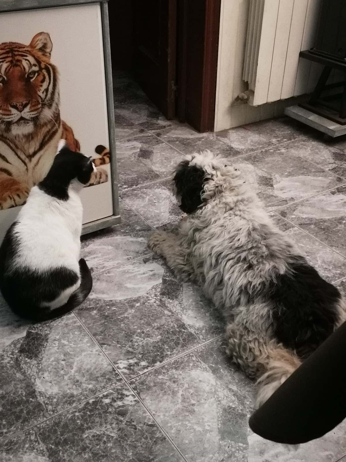 CEIM VETERINARIS