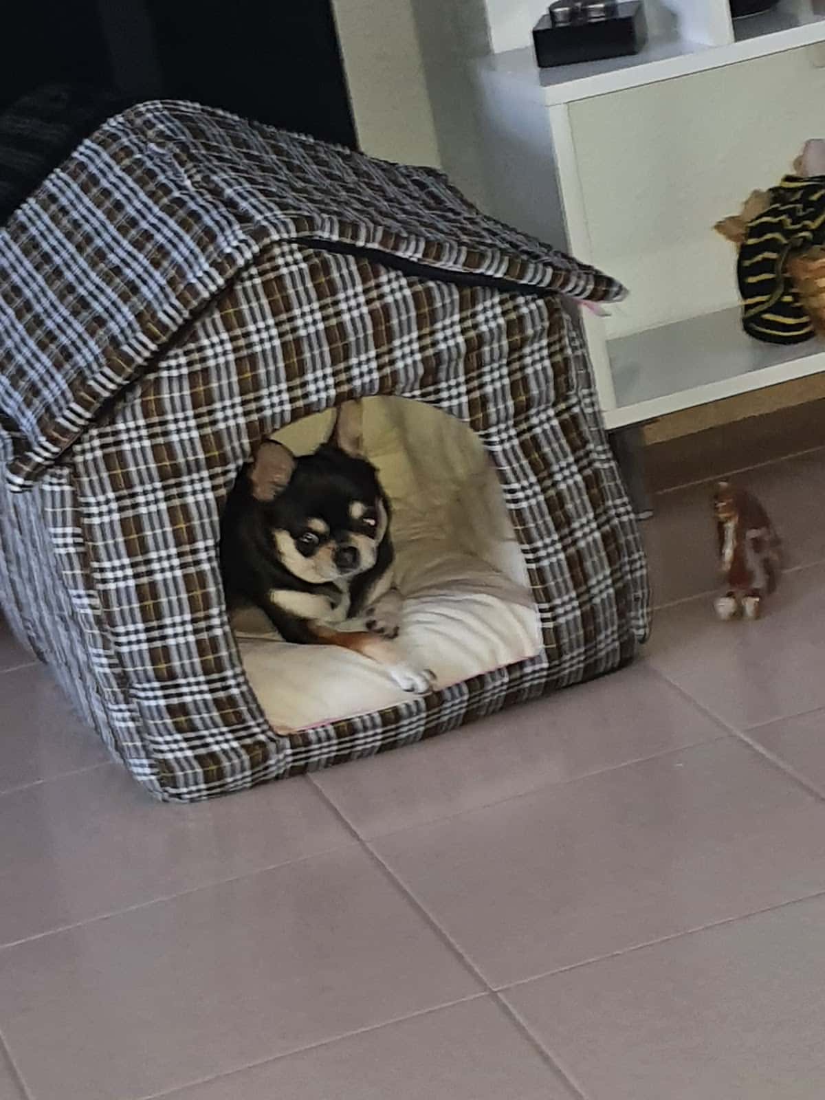 CEIM VETERINARIS