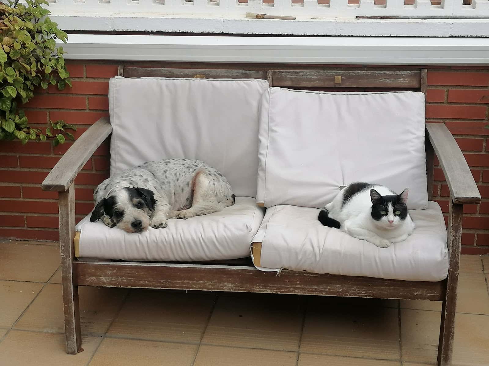 CEIM VETERINARIS