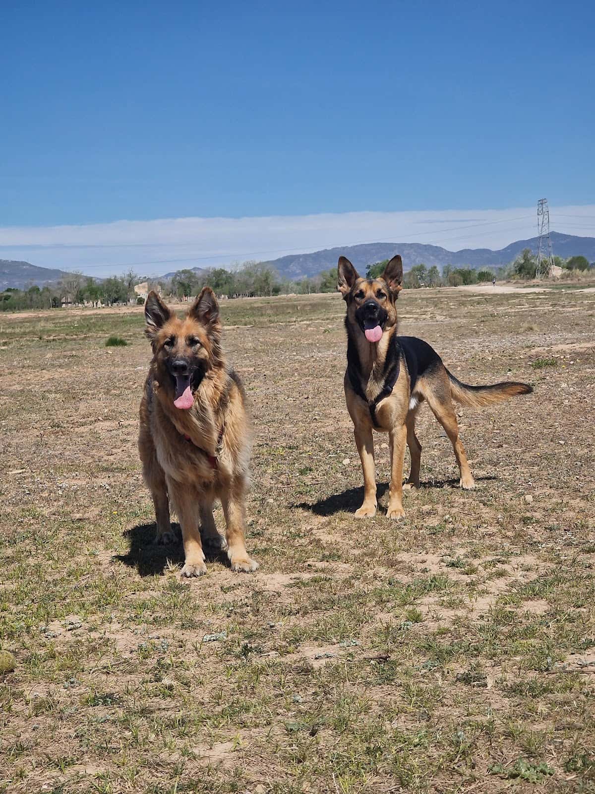 CEIM VETERINARIS
