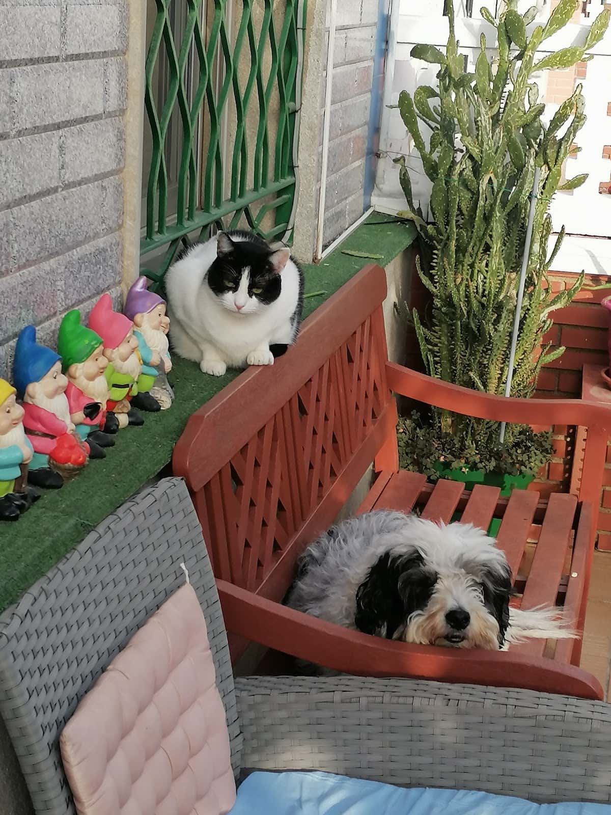 ceim veterinaris veterinario centro barrio tarragona en tarragona en tarragona principalImage ADOPTA Sitios Pet Friendly