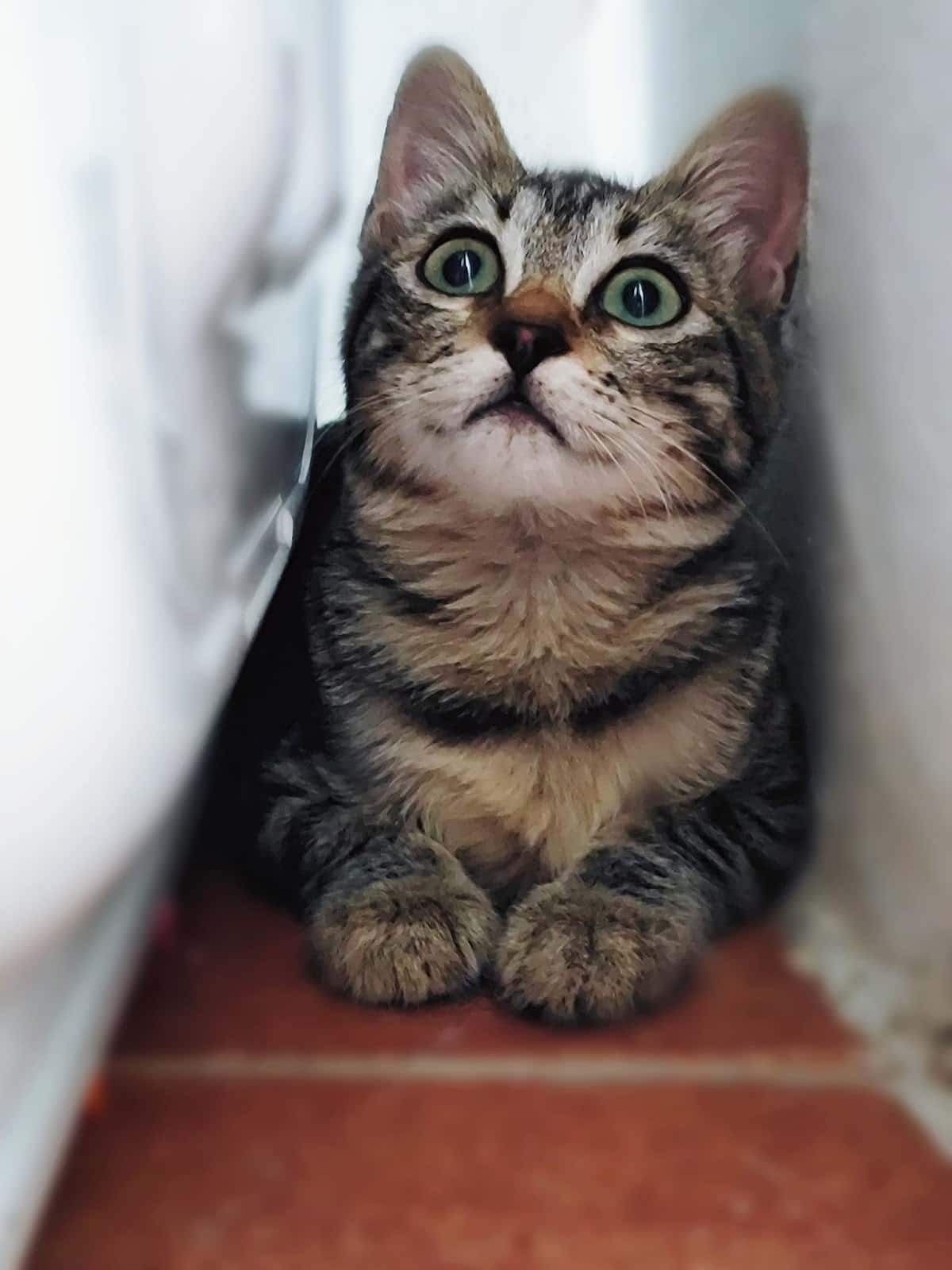Centre Veterinari - Cal Trobat