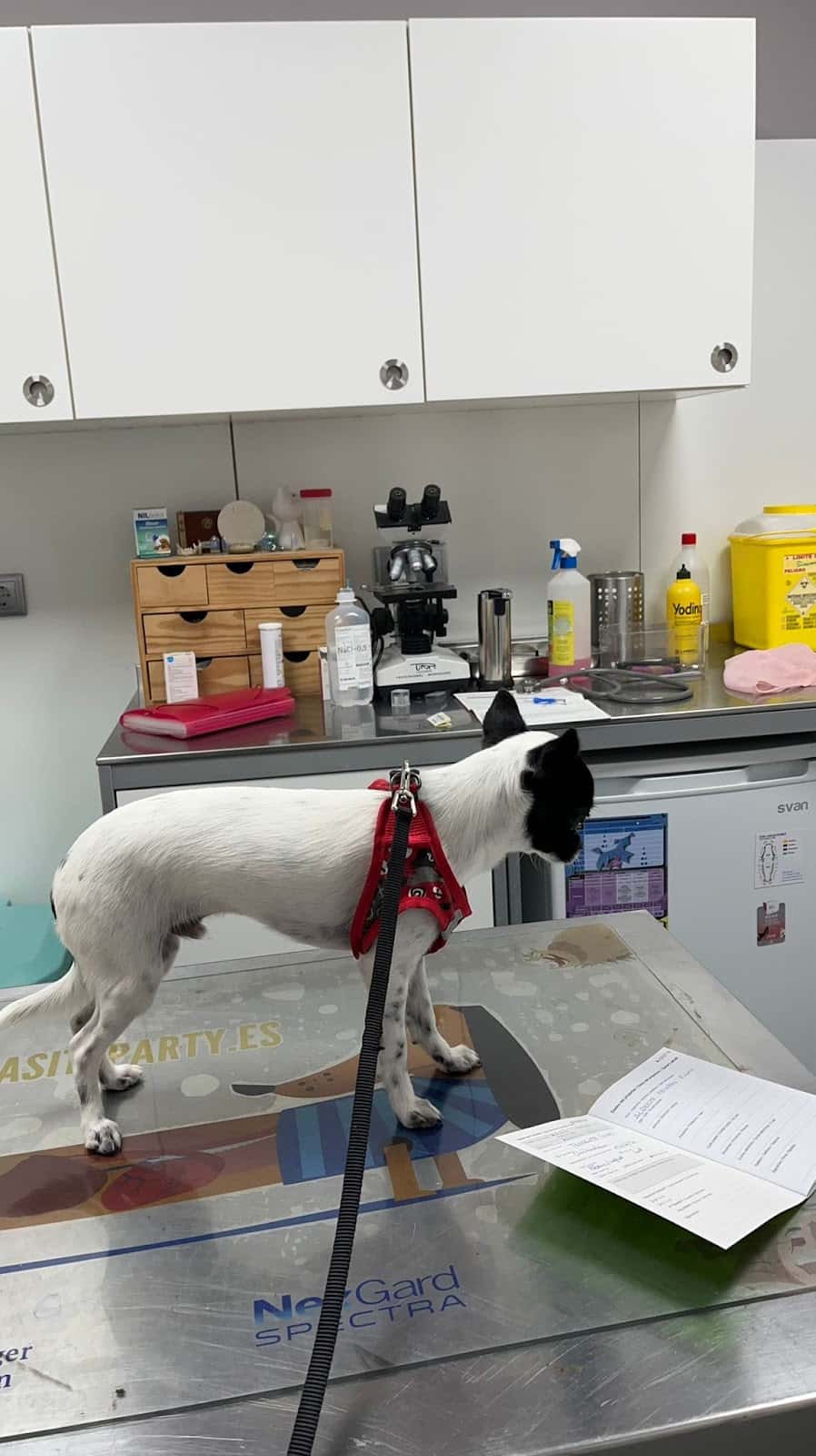 Clínica Veterinaria La Muralla Constantí
