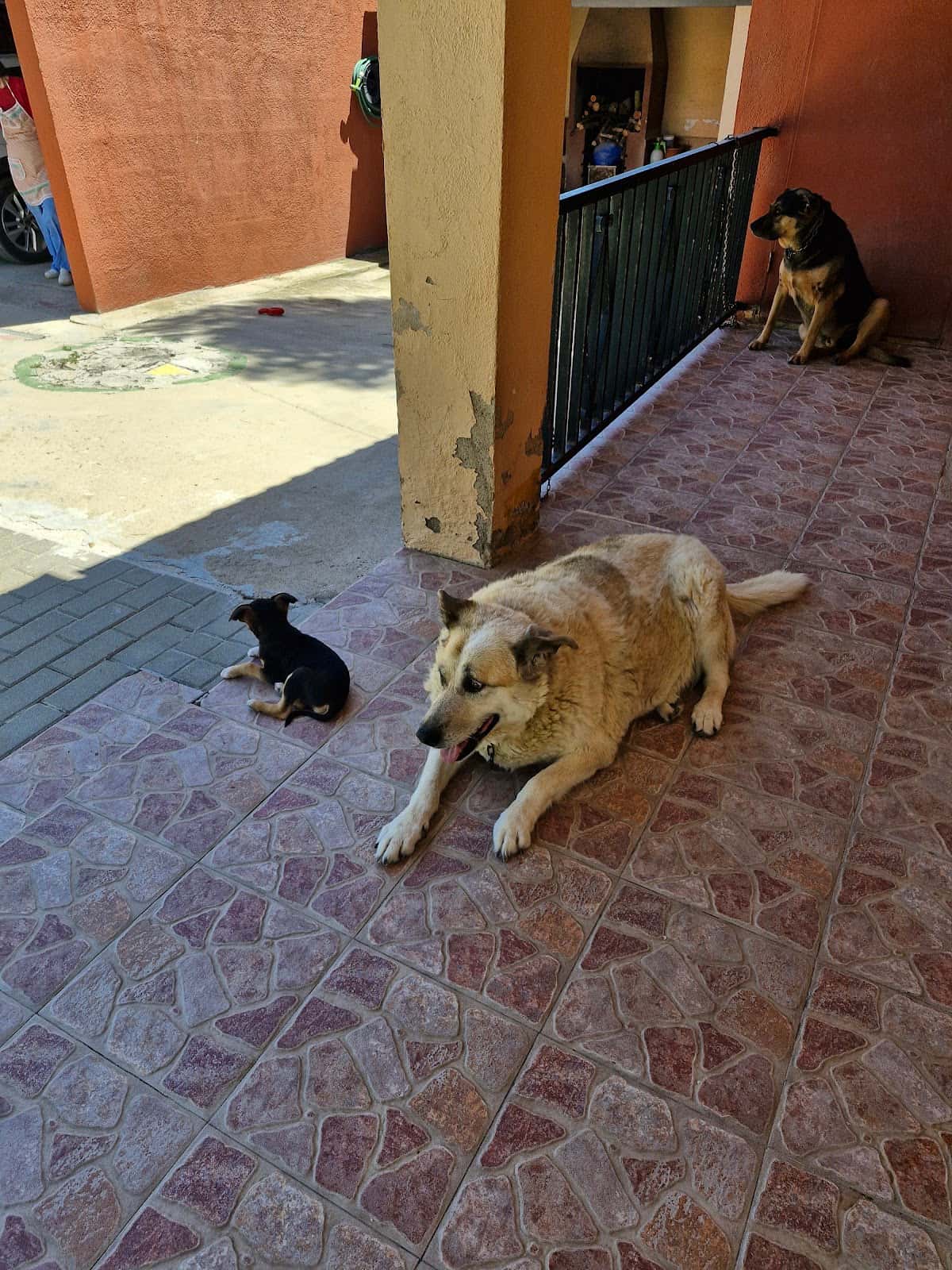 Clínica Veterinaria La Muralla Constantí