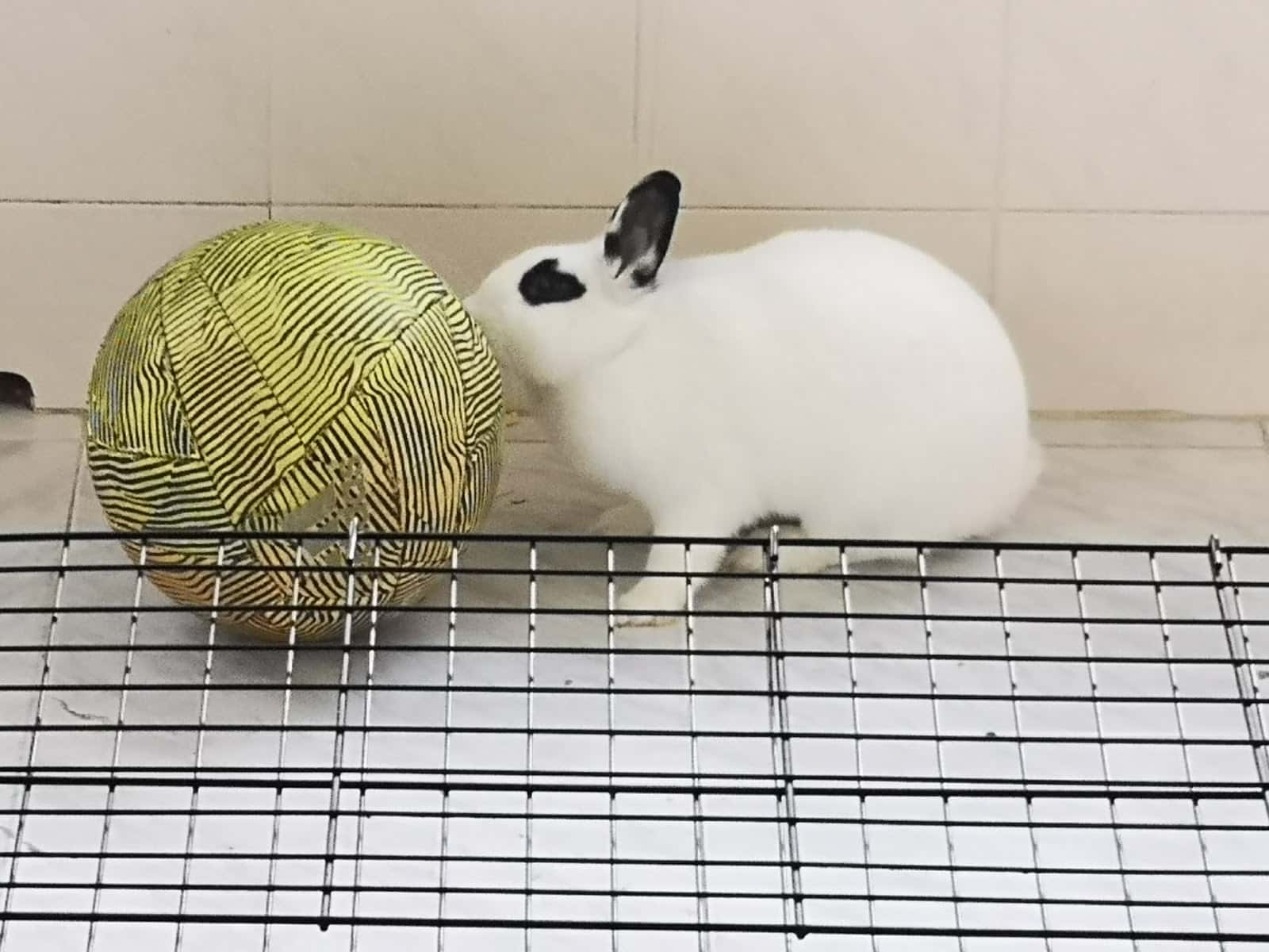 Clínica Veterinària Reus Vet