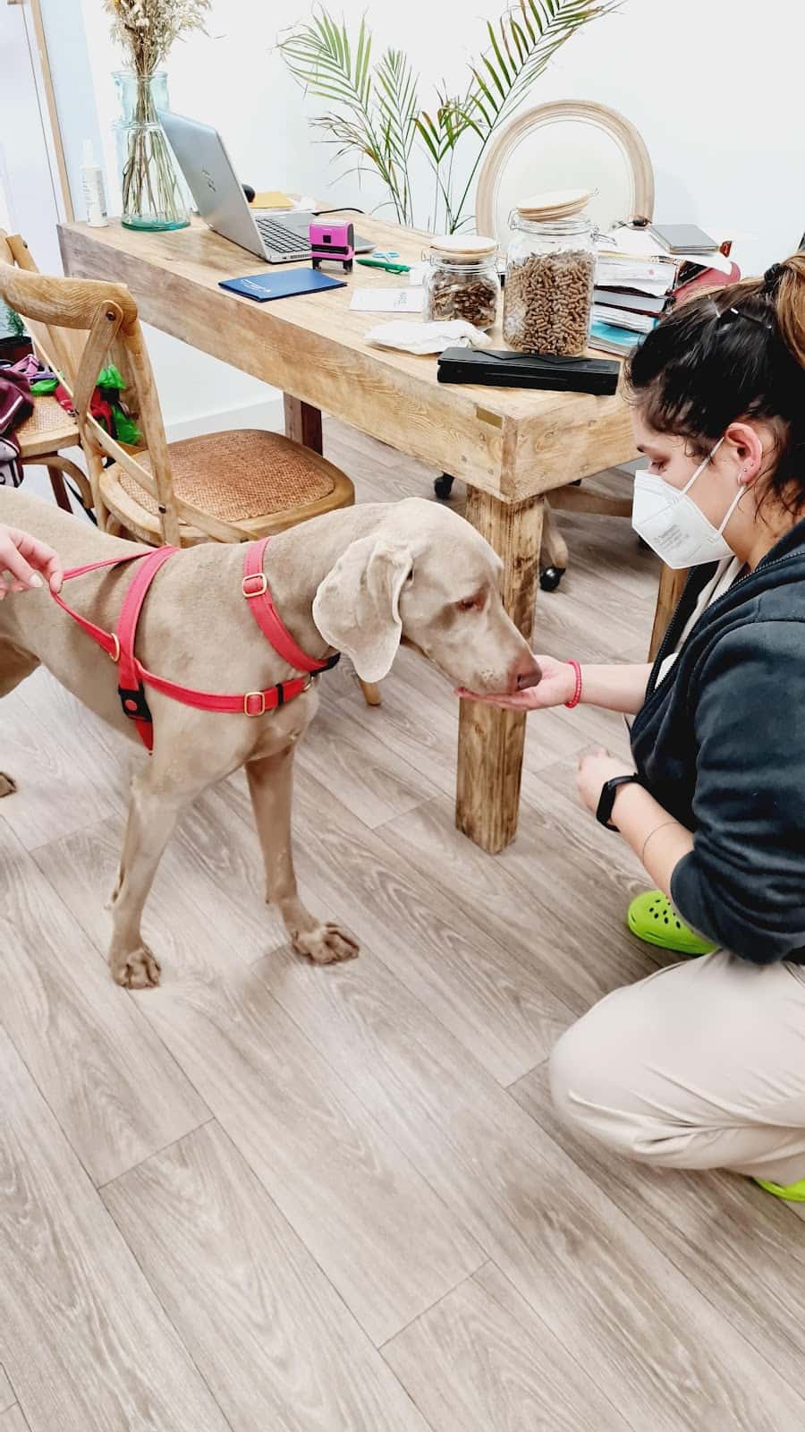 Pura Vida Animal - Clínica Veterinaria en Reus
