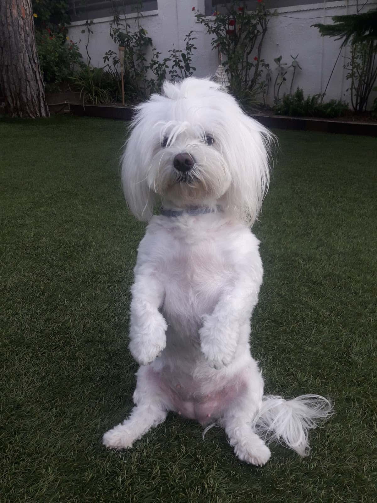 Centro Veterinario Patino