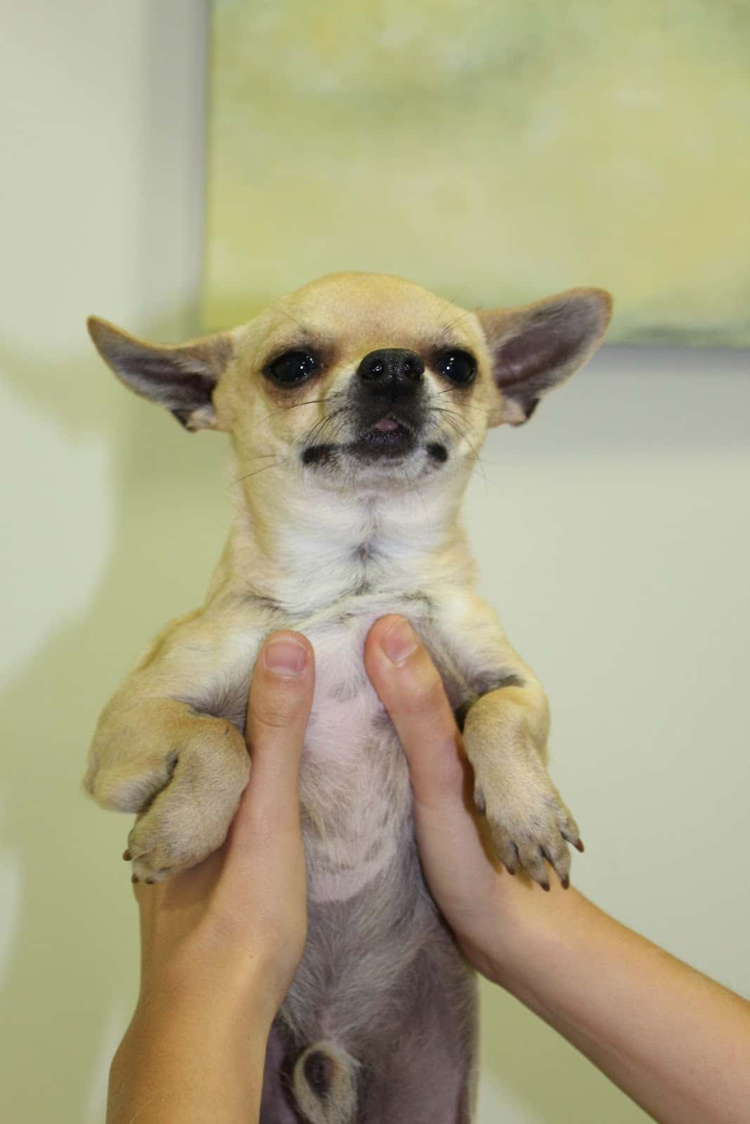 AniCura Vetamic Clínica Veterinària