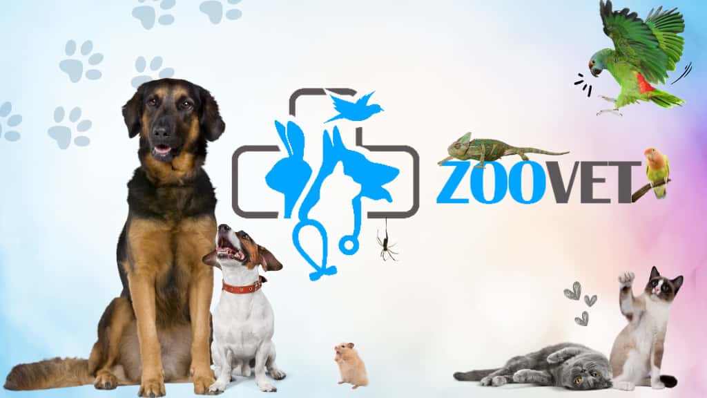 zoo vet clinica veterinaria tarragona veterinario clinica barrio tarragona en tarragona en tarragona principalImage ADOPTA Sitios Pet Friendly