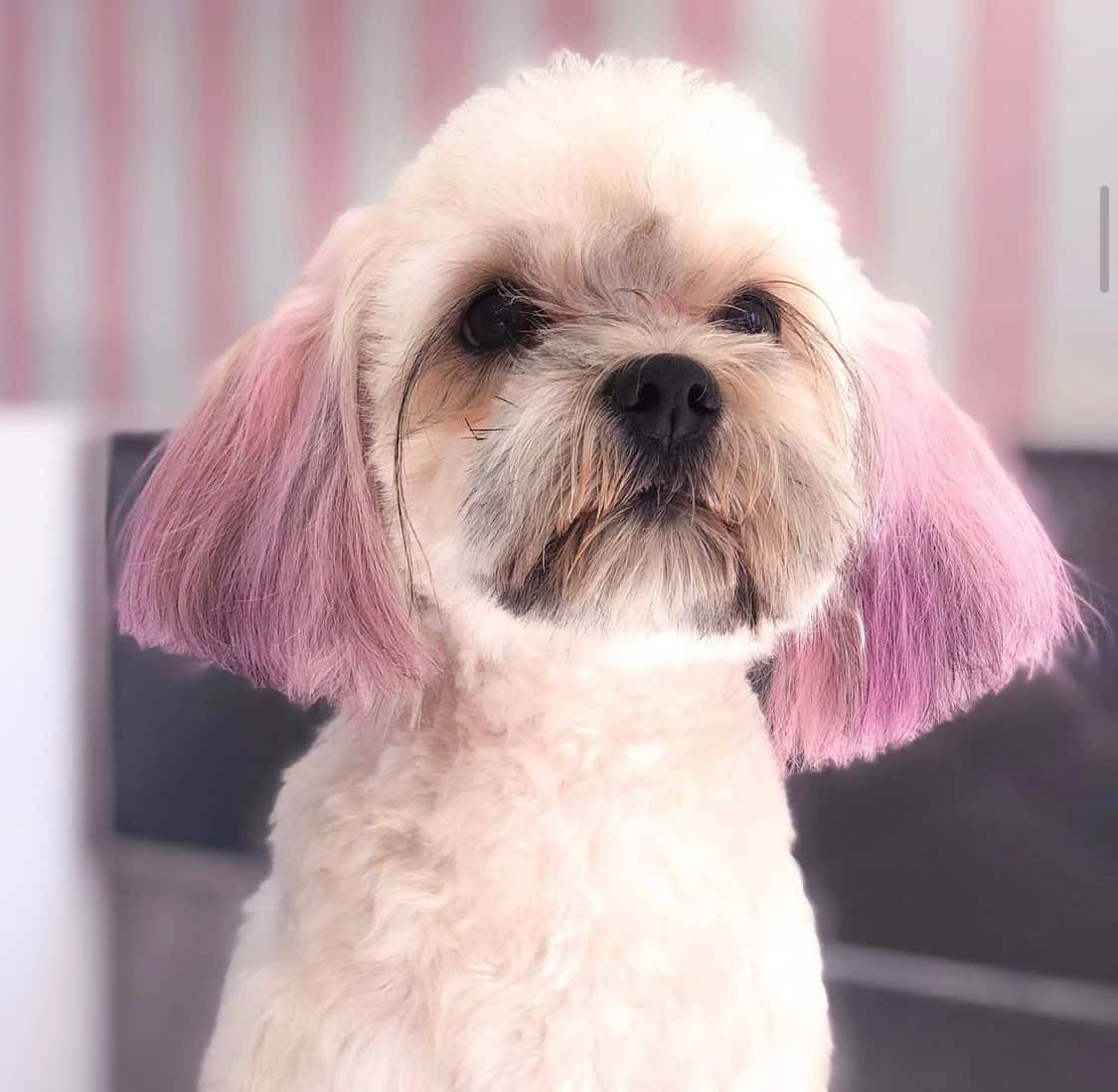 Mimi's Dog Boutique & Spa