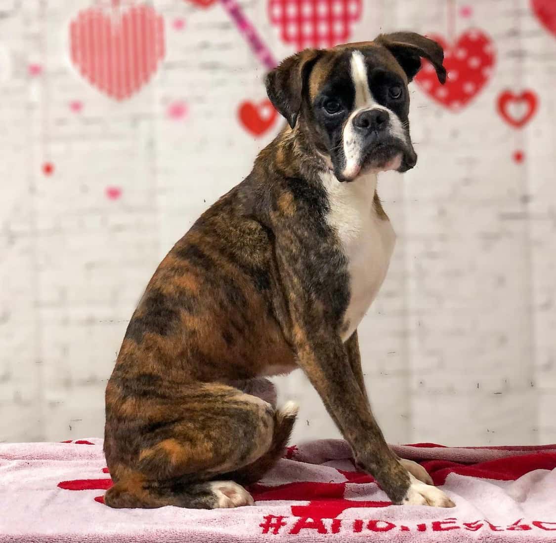 Mimi's Dog Boutique & Spa