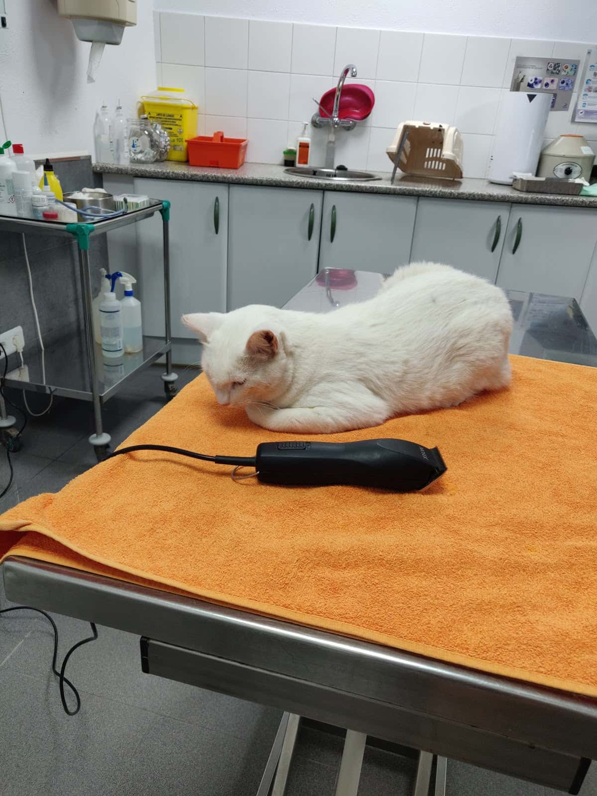 clinica magda porres veterinario clinica en deltebre en tarragona principalImage ADOPTA Sitios Pet Friendly