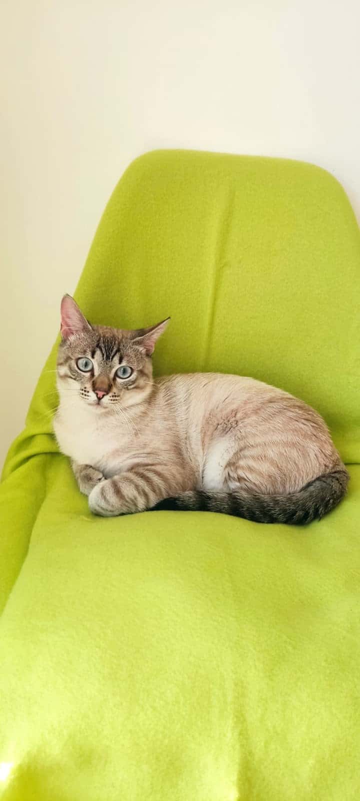My Friends Veterinaria