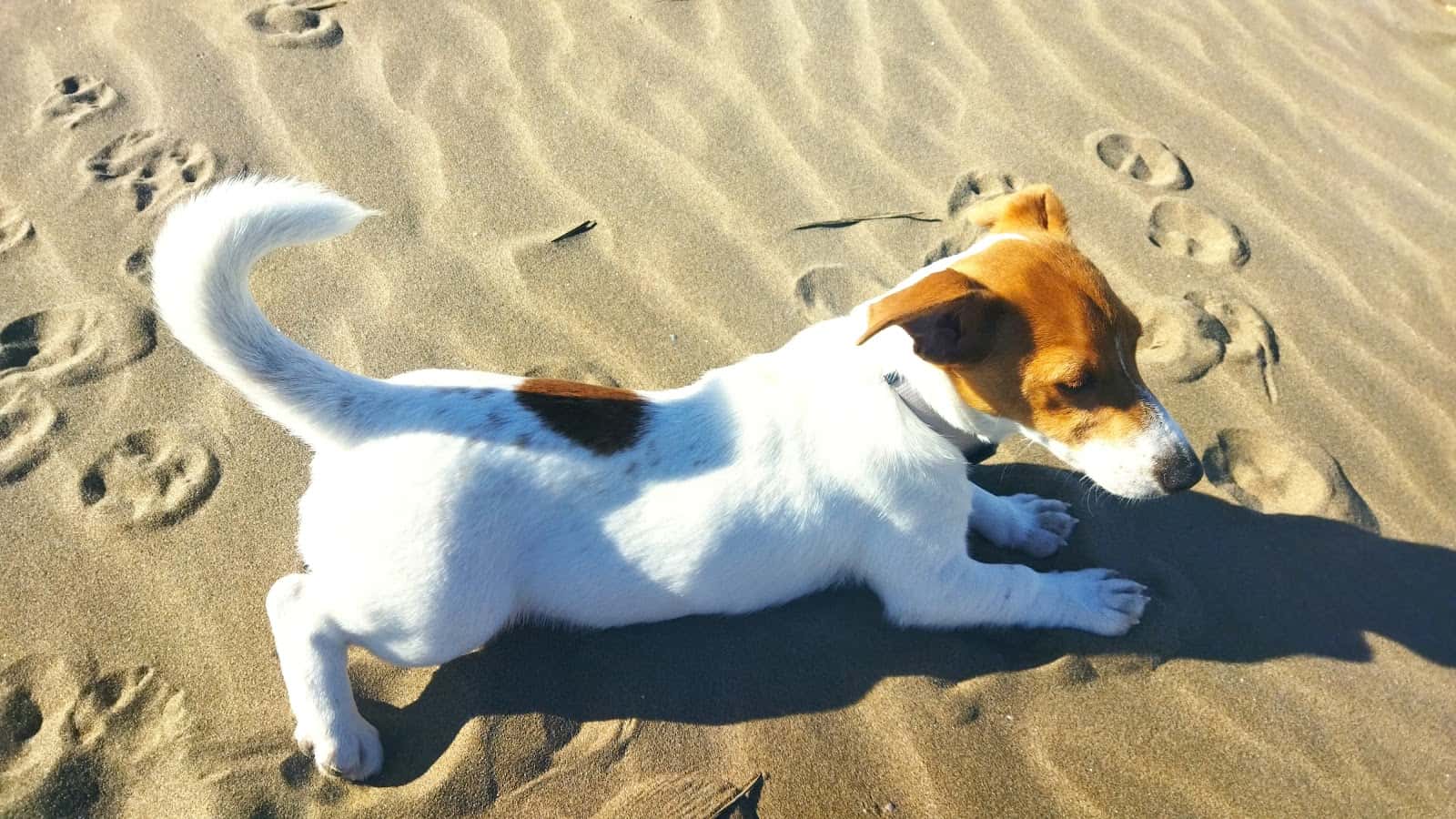 My Friends Veterinaria