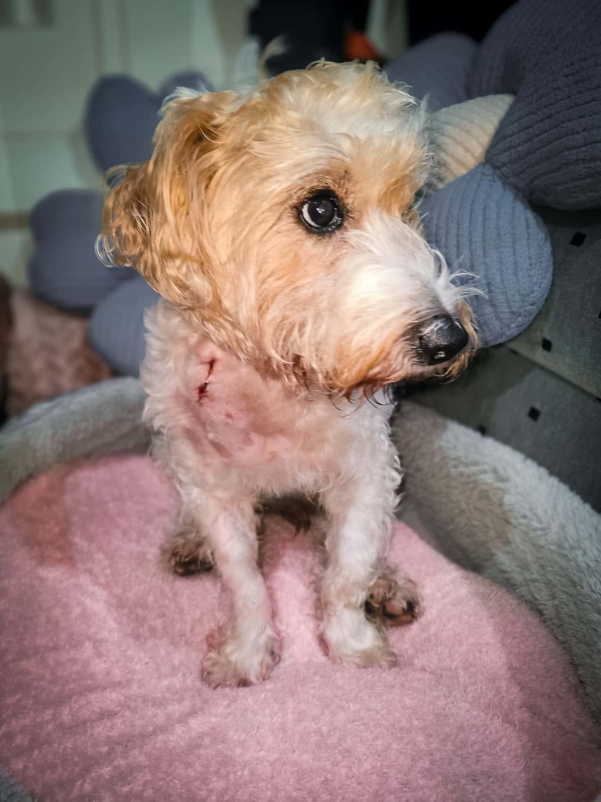 My Friends Veterinaria