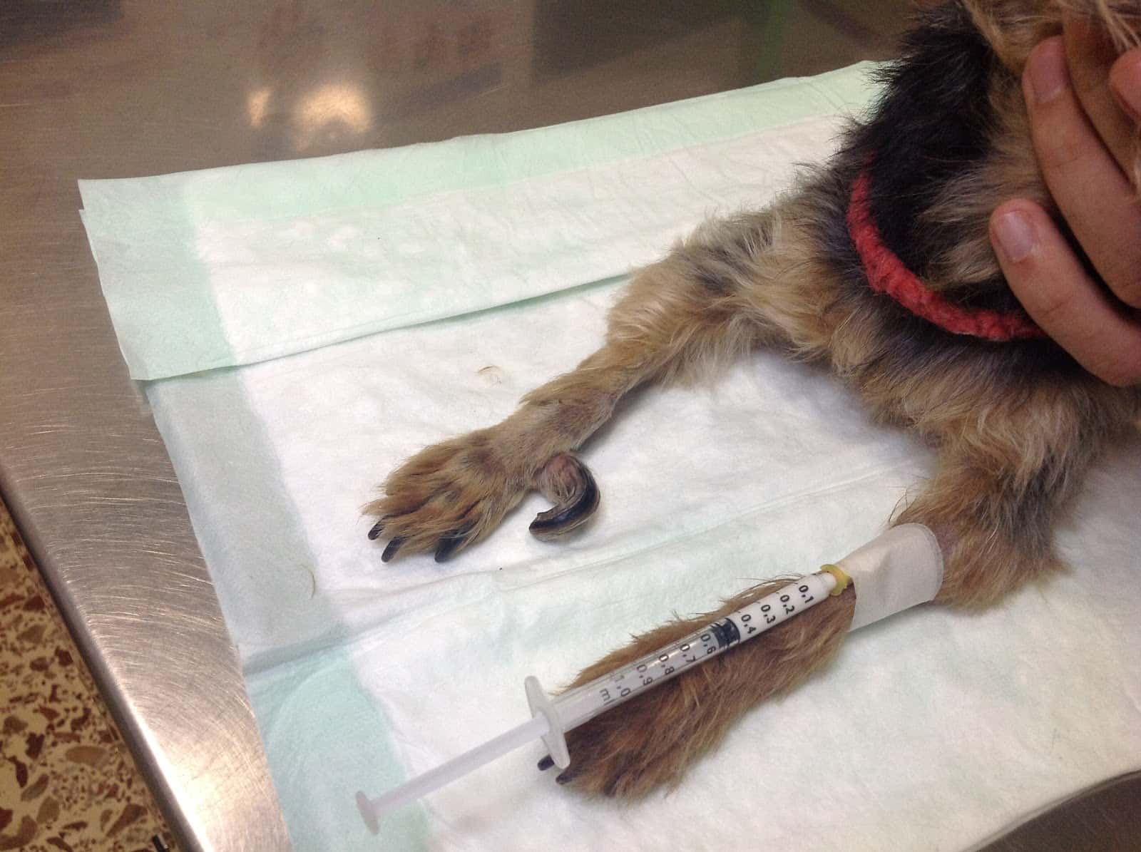 consulta veterinaria ribergan s l veterinario centro en amposta en tarragona principalImage ADOPTA Sitios Pet Friendly