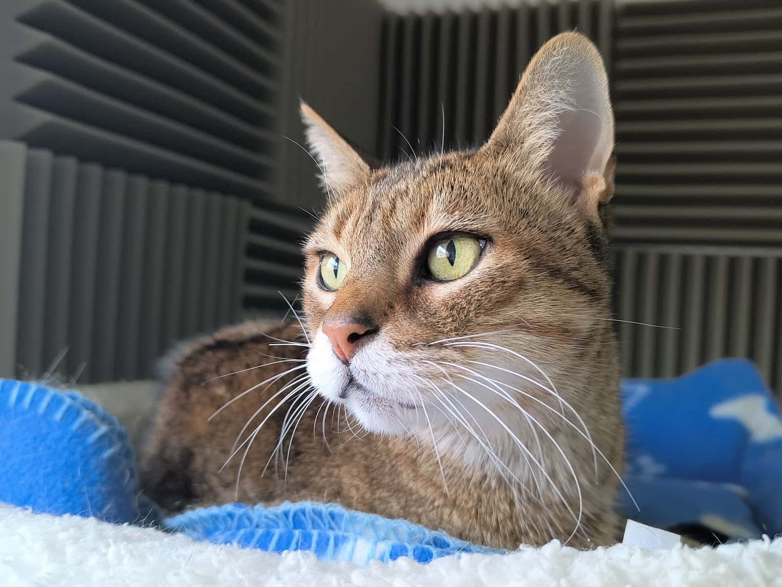 Clínica Veterinària Adrià Moreso
