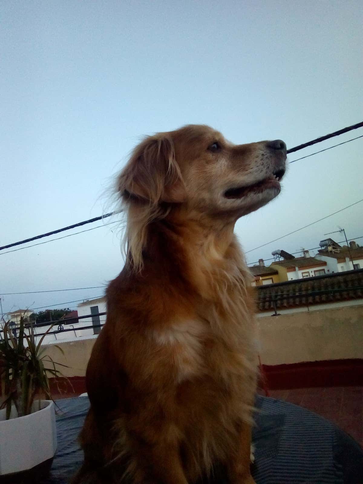 AGATAMEUS VETERINÀRIA