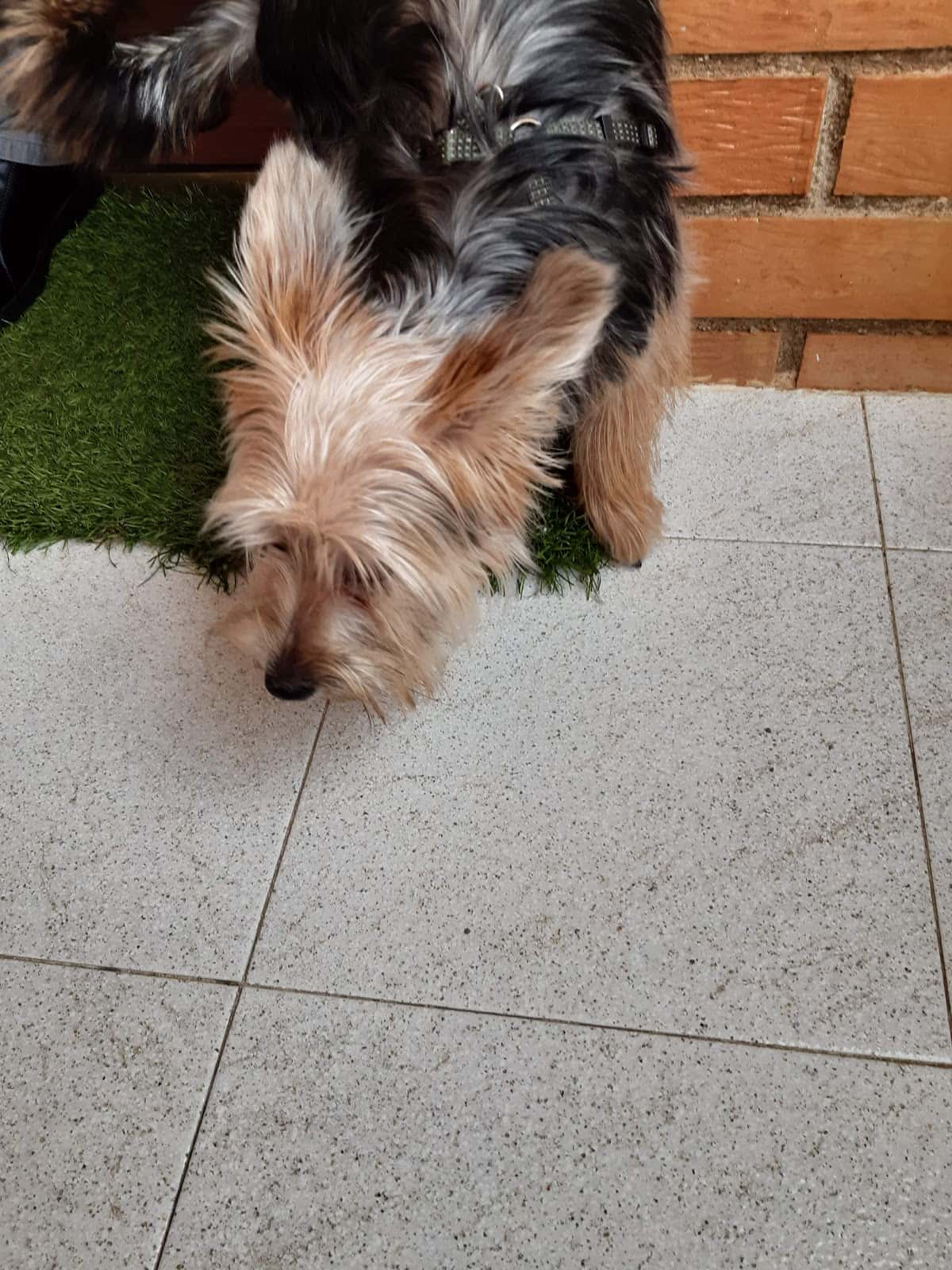 Montsià Veterinaris