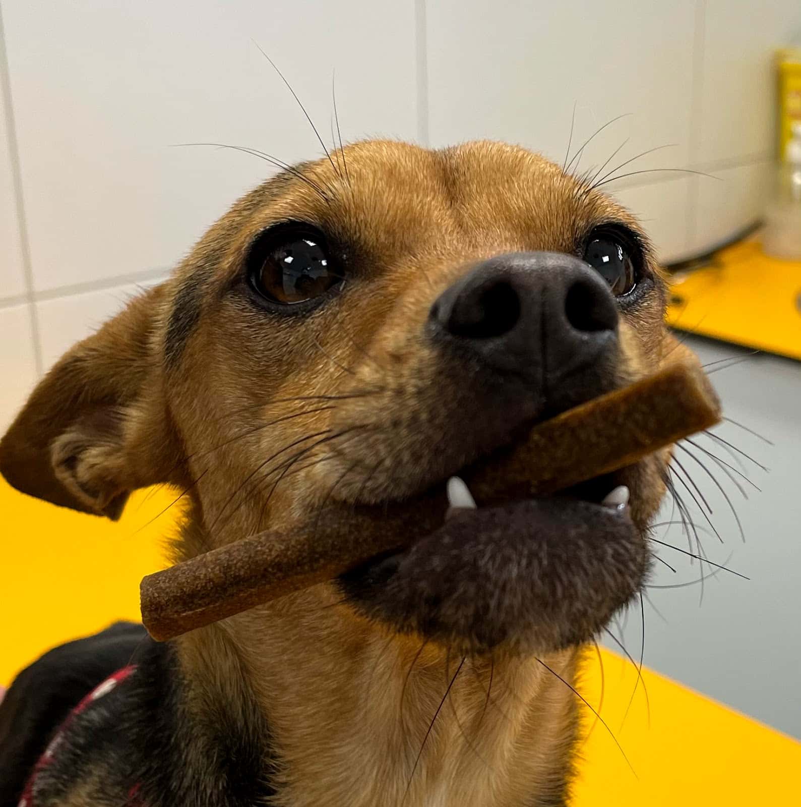 GatiGos Veterinaris