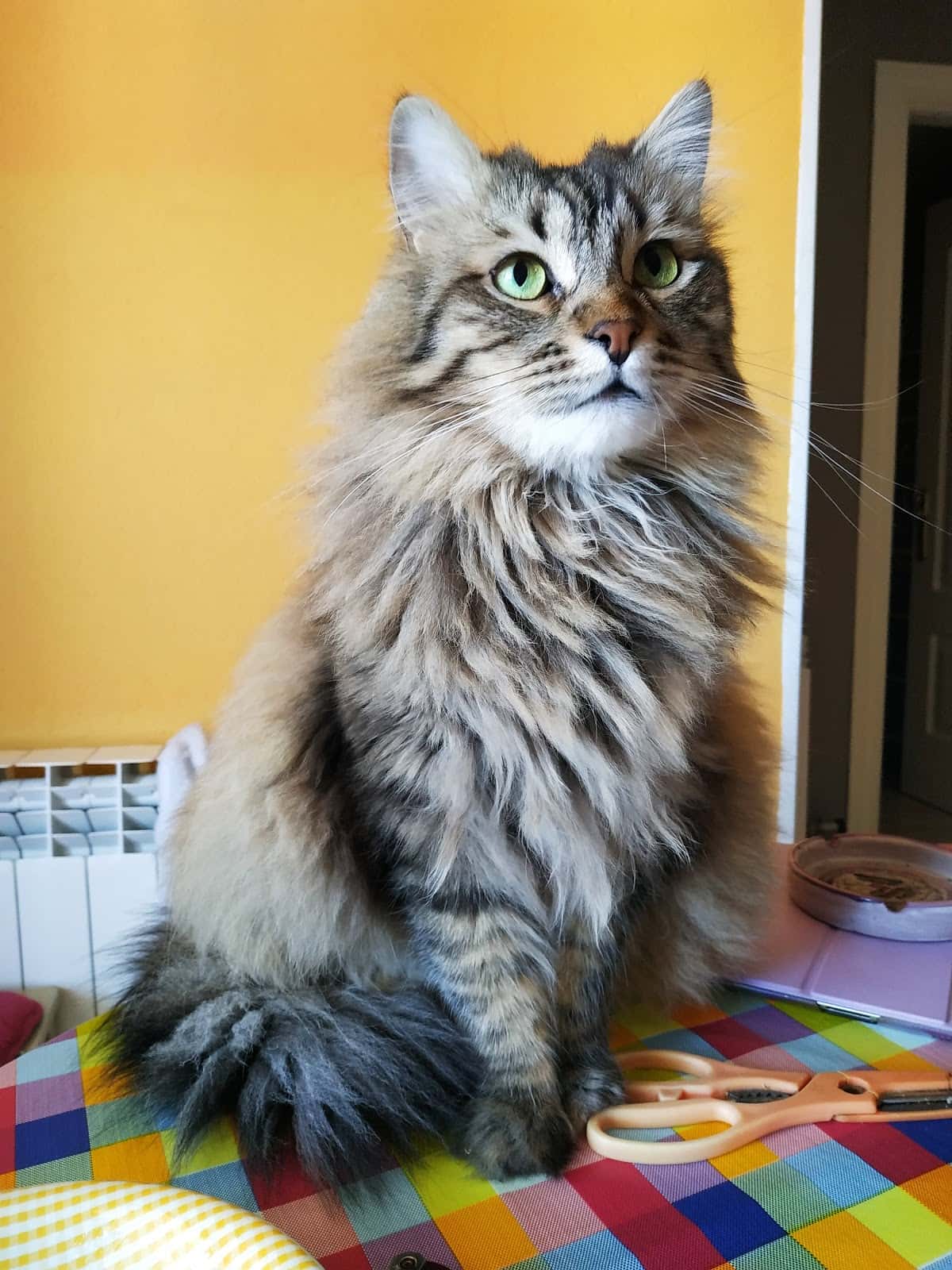 Agaba Centro Veterinario