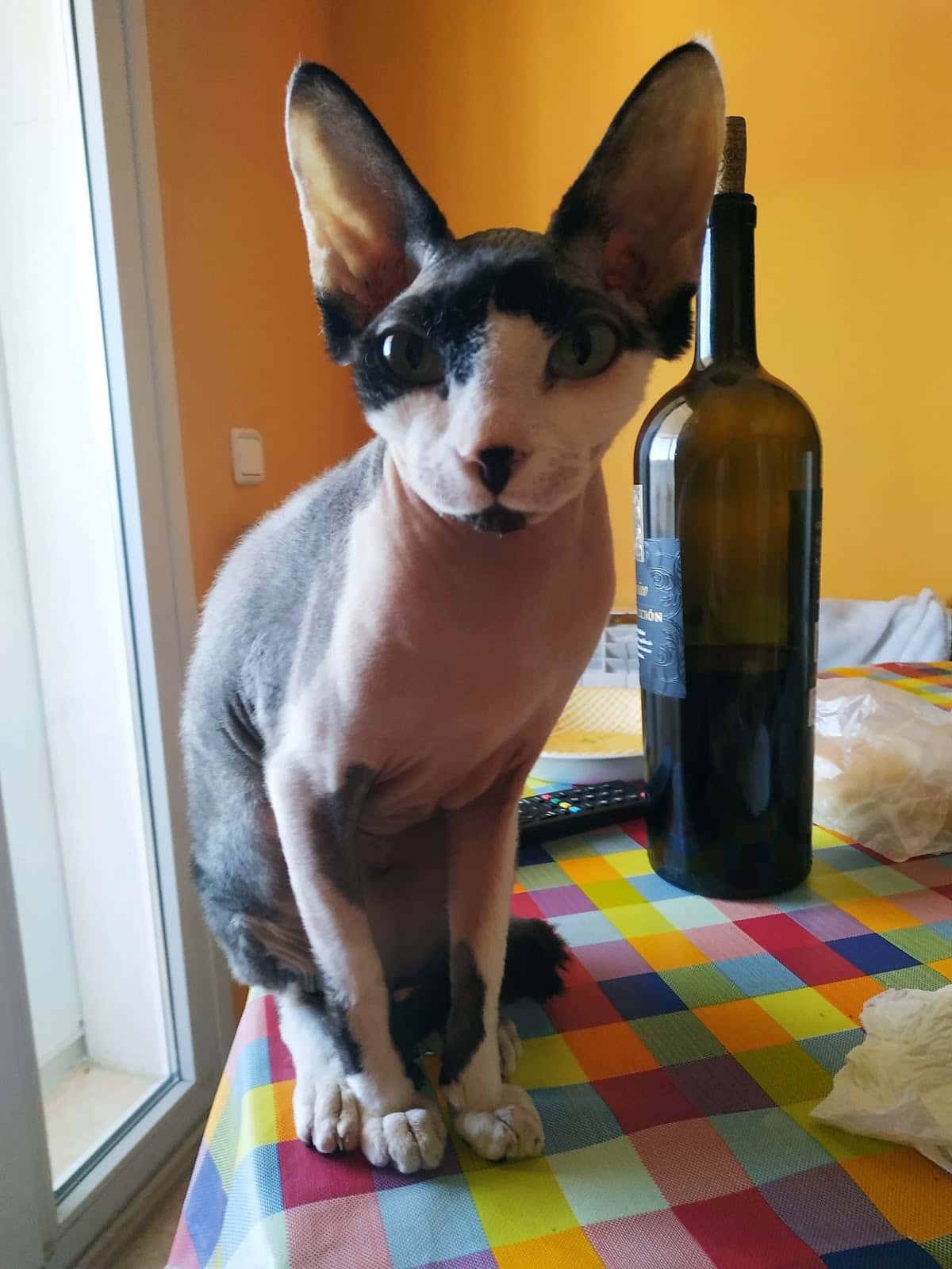 Agaba Centro Veterinario