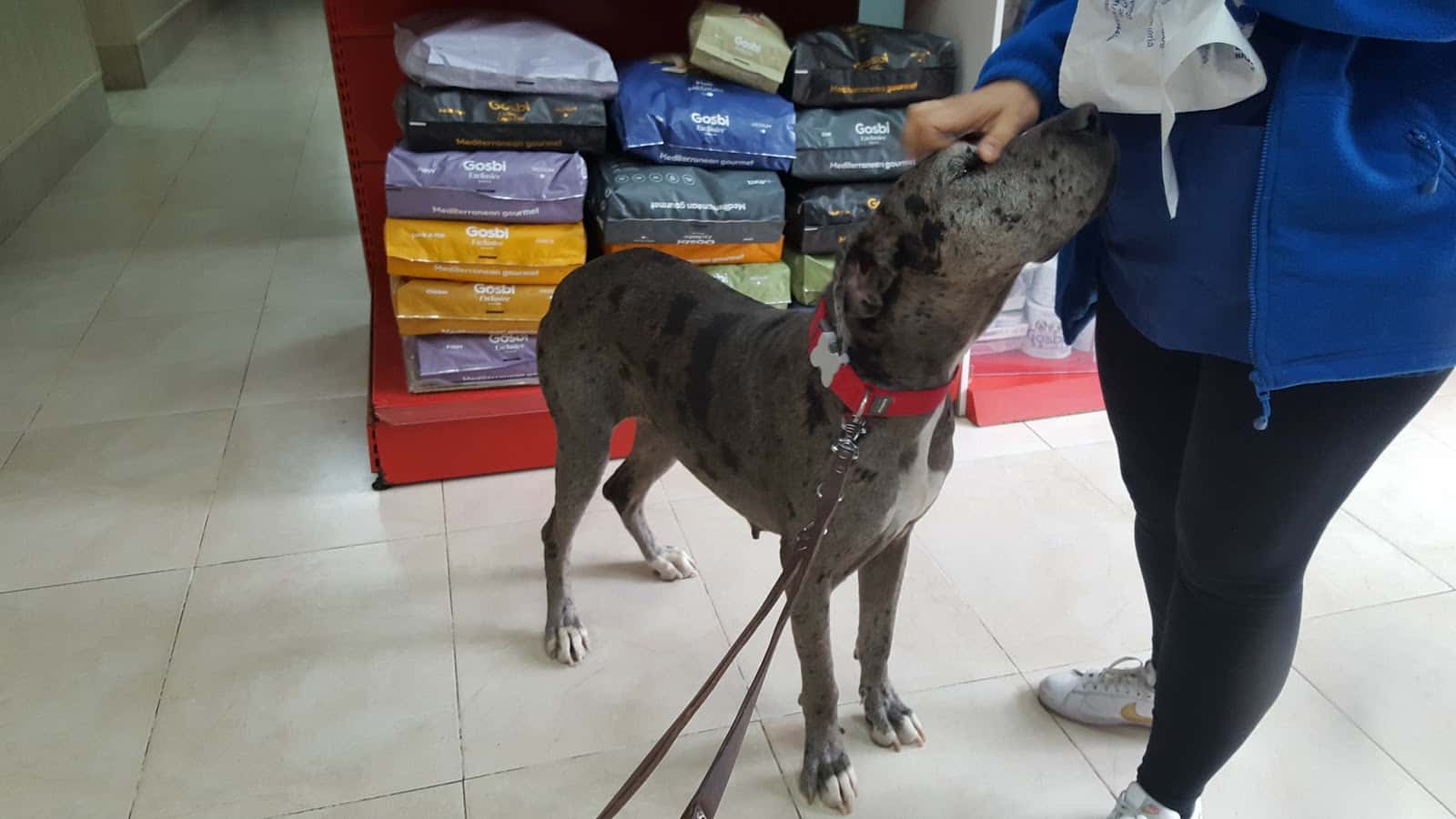 centro de referencia veterinario faunia veterinario centro de referencia en torrijos en toledo principalImage ADOPTA Sitios Pet Friendly