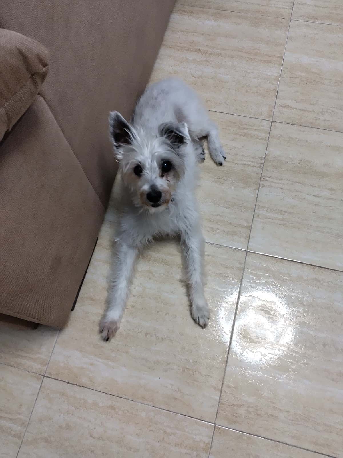 Clínica Veterinaria Tu Mascota S L