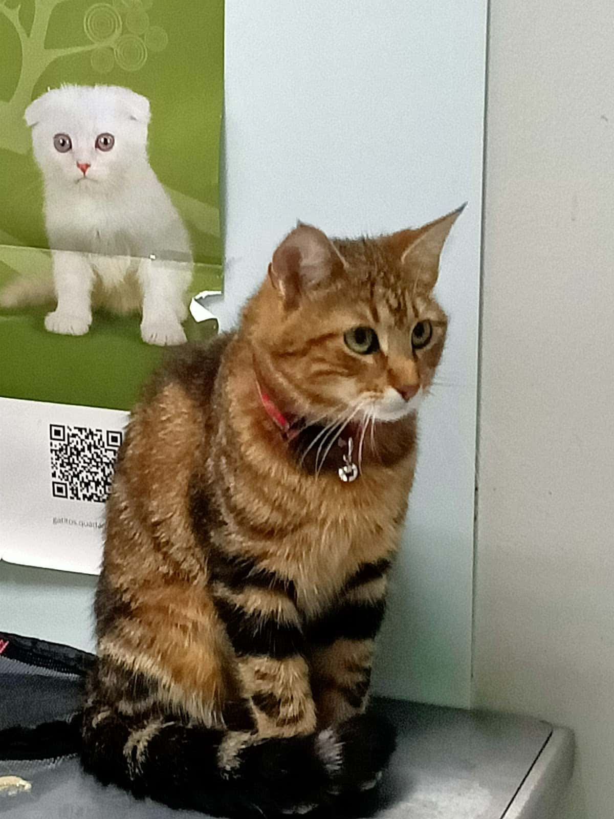 Centro Veterinario Huellas