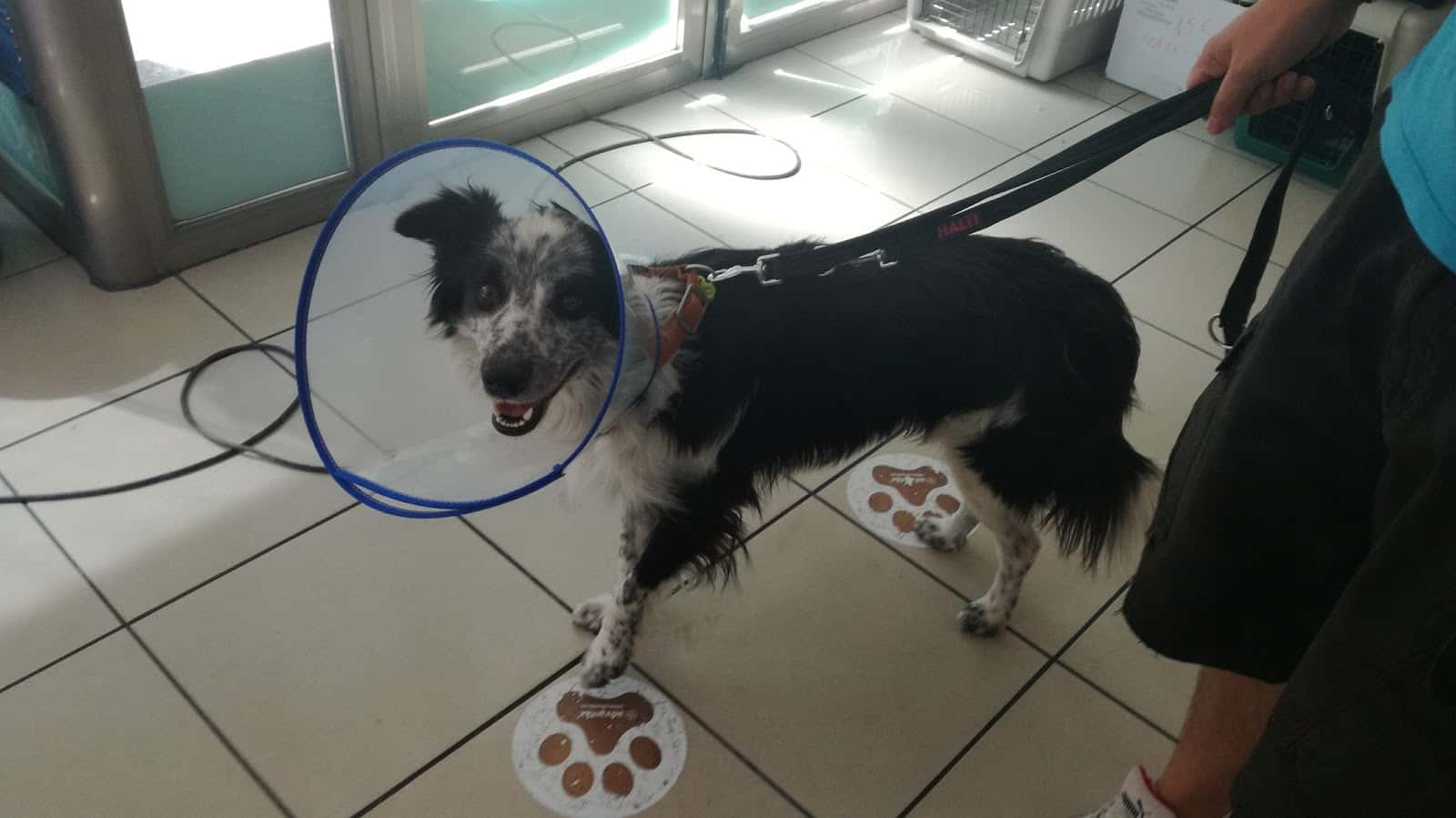 Centro Veterinario Huellas