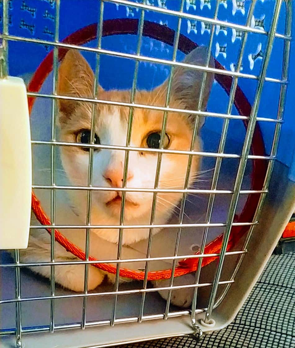 CLÍNICA VETERINARIA FUENSALIDA