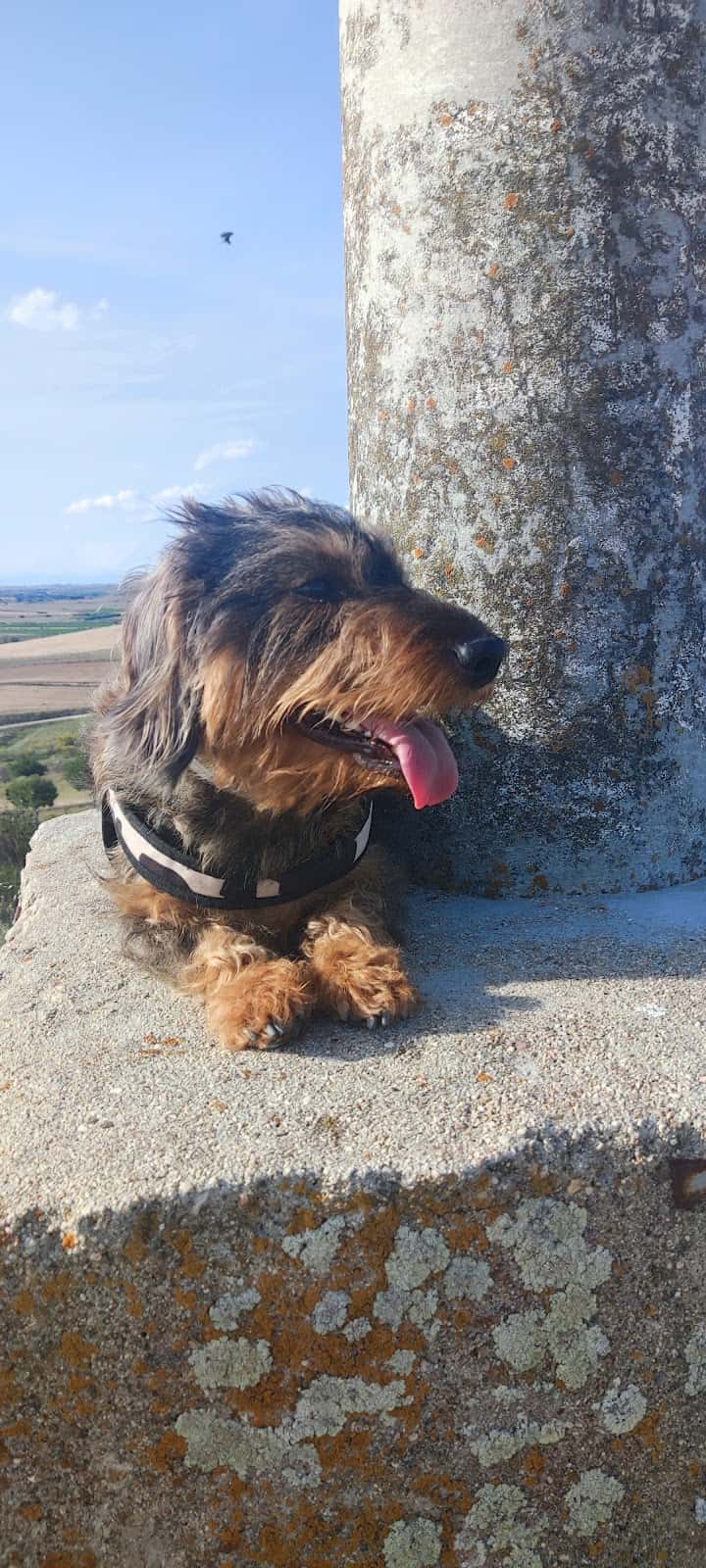 CLÍNICA VETERINARIA FUENSALIDA