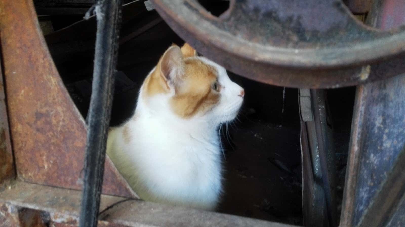 Clínica Veterinaria Sana Sana