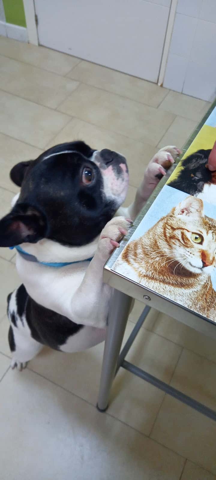 consulta veterinaria las perdices veterinario centro en las perdices en toledo principalImage ADOPTA Sitios Pet Friendly