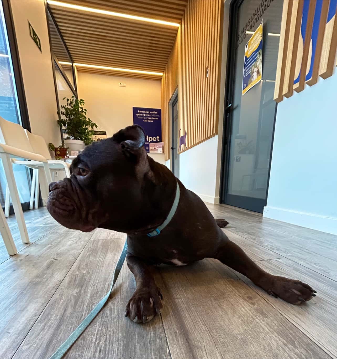 Clinica Veterinaria HELPET