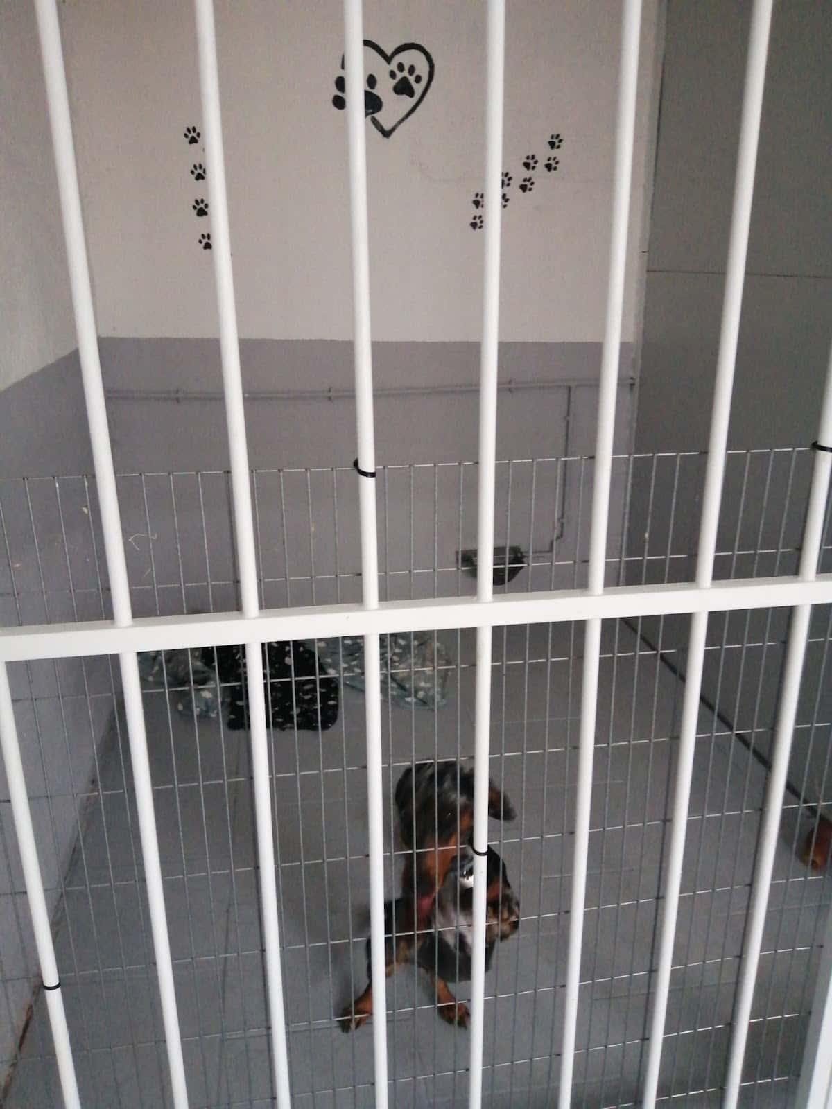 Residencia Canina Sarbecan