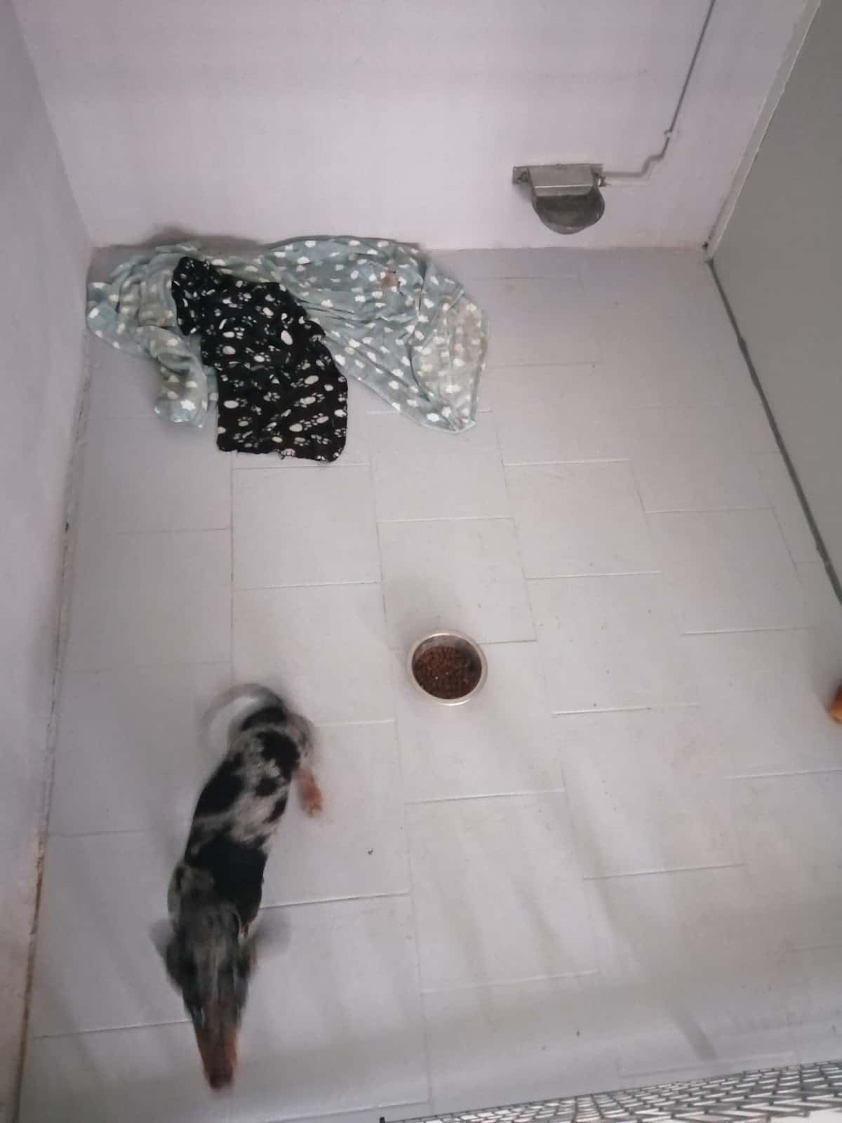 Residencia Canina Sarbecan