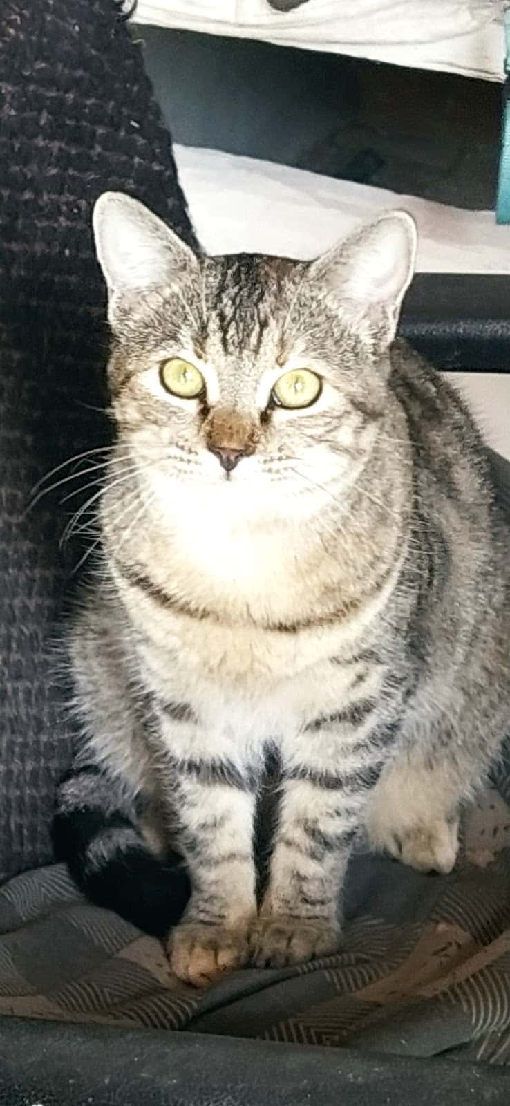 Clínica Veterinaria Nambroca