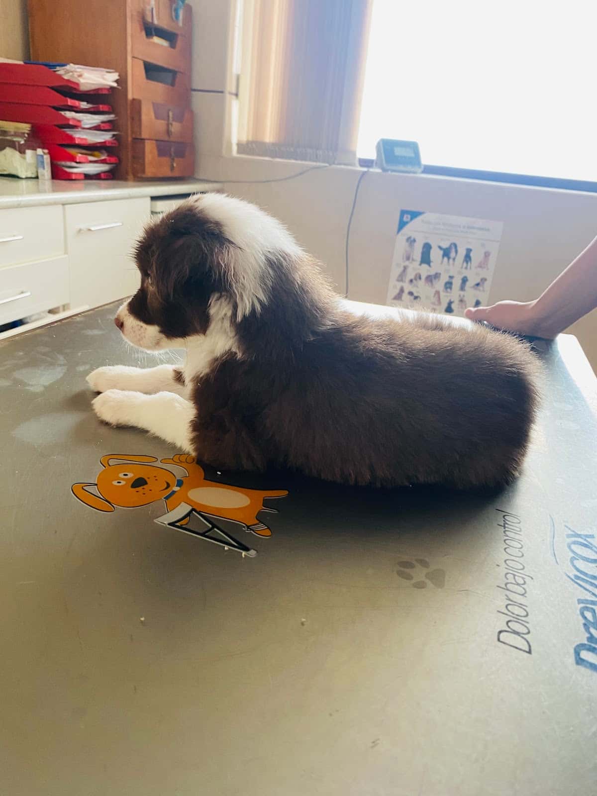 Dobican - Centro Veterinario en Toledo