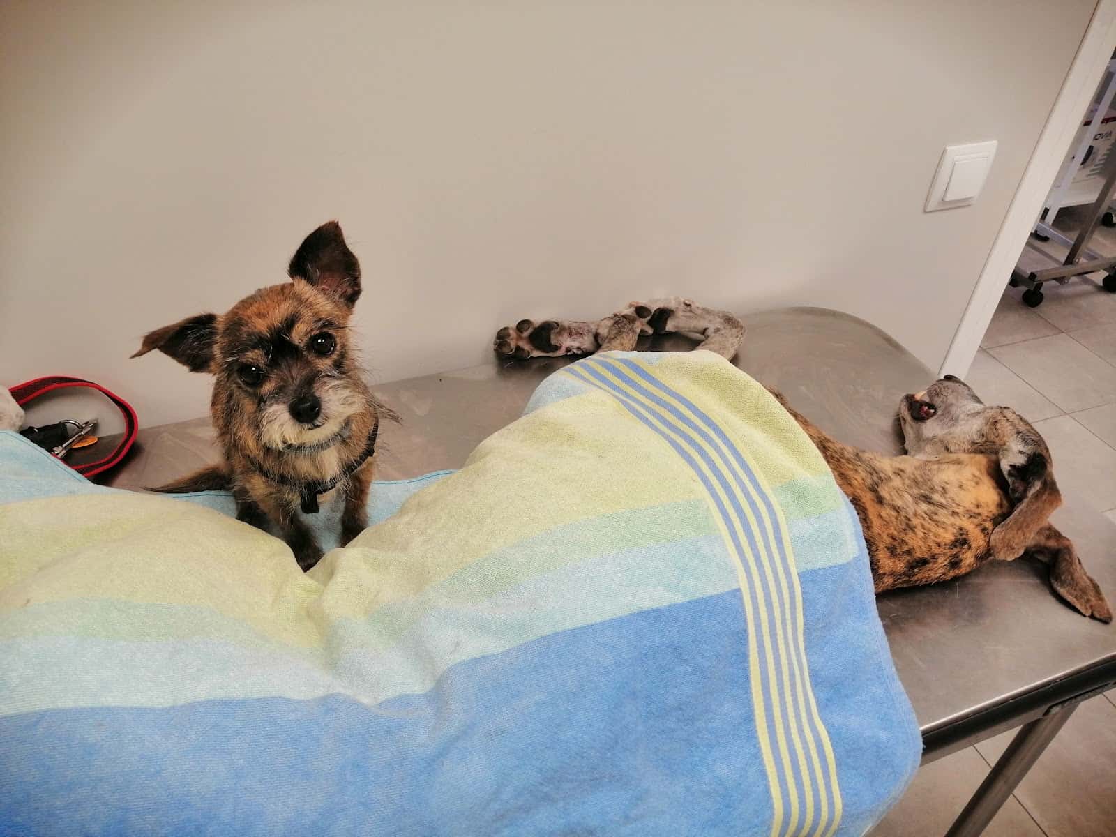 Clínica Veterinaria Salud Animal