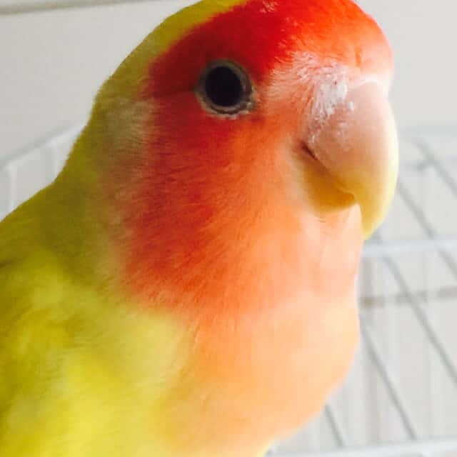 Clínica veterinaria Zarpazoo